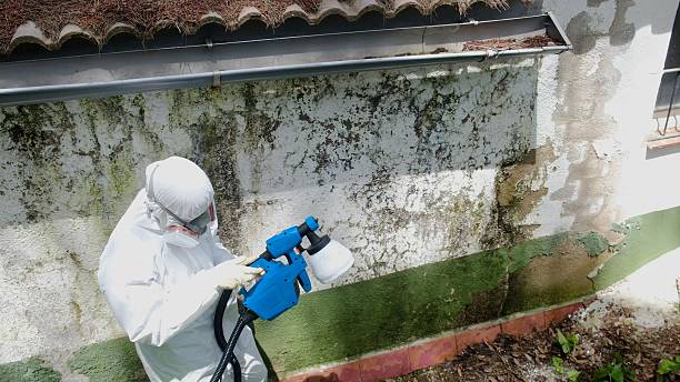 Trusted Mold Inspection service in Everett, WA - Cheap Mold Removal